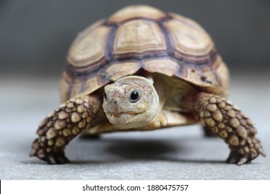 Close up African spurred tortoise resting in the garden, Slow life ,Africa spurred tortoise sunbathe on ground with his protective shell ,Beautiful Tortoise - Shutterstock ID 1880475757