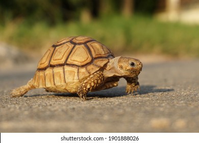 Close up African spurred tortoise resting in the garden, Slow life ,Africa spurred tortoise sunbathe on ground with his protective shell ,Beautiful Tortoise                               