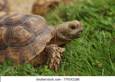 Close up African spurred tortoise resting in the garden, Slow life ,Africa spurred tortoise sunbathe on ground with his protective shell ,Beautiful Tortoise - Shutterstock ID 779192188