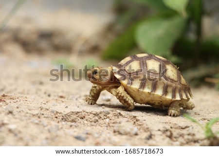 Close up African spurred tortoise resting in the garden, Slow life ,Africa spurred tortoise sunbathe on ground with his protective shell ,Beautiful Tortoise