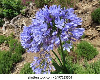 Close Up Of Agapanthus Growing In The UK