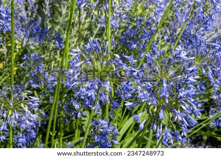 close up of agapanthus also known as african lily are known for their blue drumstick headed flowers in summer