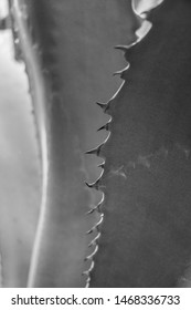 Close up agave leaf with thorns