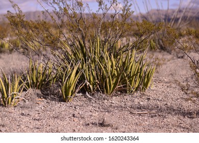 Close Up Of Agave Lechuguilla In Southwest Texas Desert 