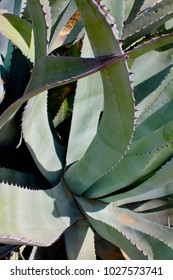Close Up Agave Plant West Texas Desert 