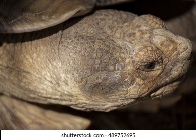 Close up of an aging tortoise head. 