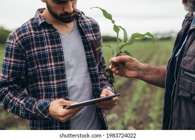 Close Up Of Agricultural Worker Examining Corn Plant Root