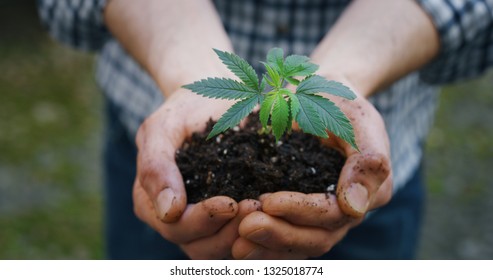 Close up of agronome hands keeping a sprout of biological and ecological hemp plants used for herbal pharmaceutical cbd oil outside the greenhouse.