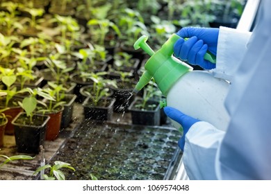 Close up of agronomist's hands spraying and disinfecting soil in seedling tray in greenhouse - Powered by Shutterstock