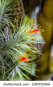 Close Up  Of Air Plant Tillandsia Spp With Red Flowers Hanging On A Piece Of Wood