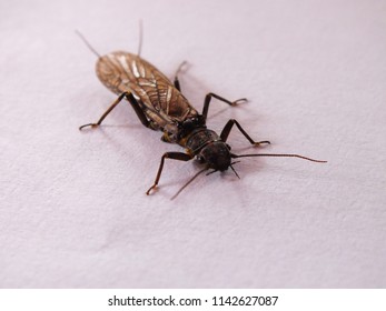 Close up aka macro of a bug