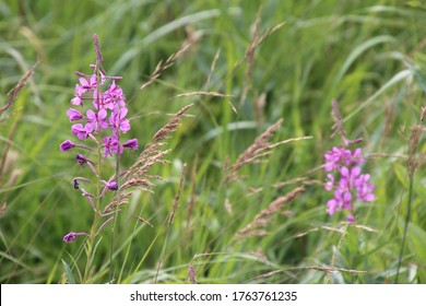 Close Up Alaska Fireweed Blossom In Green Grass