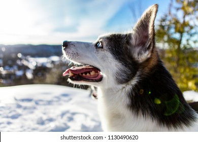 Close up of an alaskan husky on the top of a mountain, in the winter, with lens flares