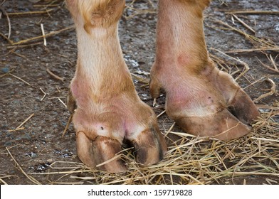 Cow Leg Images Stock Photos Vectors Shutterstock