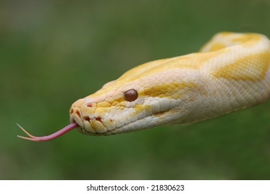 close-albino-burmese-python-pink-260nw-21830623.jpg