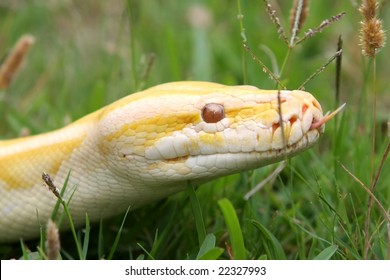Close Albino Burmese Python Pink Tongue Stock Photo 22327993 | Shutterstock