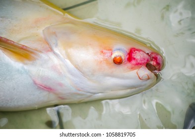 Close Up Albino Iridescent Shark Fish's Head.