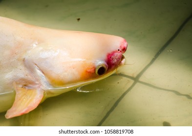 Close Up Albino Iridescent Shark Fish's Head.