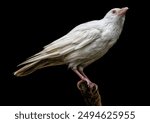 A close up of an Albino Jackdaw