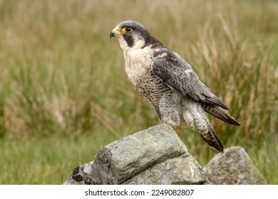Close up of an alert, adult Peregrine Falcon, scientific name: Falco peregrinus, facing left in natural moorland habitat in Cumbria, England.  Copy space. Horizontal. - Shutterstock ID 2249082807