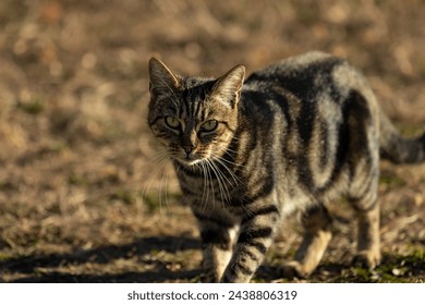 Close up of an alert domestic tabby cat staring into the camera. Portrait of a tabby cat focussed on the camera.
 - Powered by Shutterstock