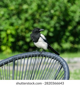 Close up of an alert Eurasian magpie perched on a modern garden chair against a smooth green background on a sunny summer day. Elegant black white and iridescent blue plumage represents urban wildlife, biodiversity, bird behavior, ecology, nature conservation and peaceful coexistence with people.