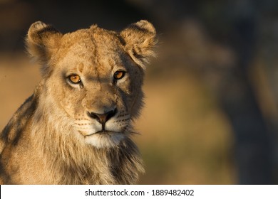 795,303 Lion Images, Stock Photos & Vectors | Shutterstock