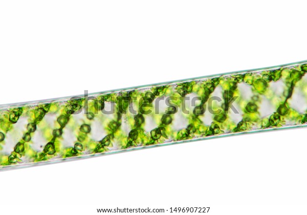 Close up of algae from freshwater on white
isolated background and clipping path for concept design and
decoration, Beautiful Spirogyra Sp. under microscope lens for
education and biological
science