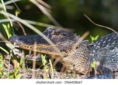 Close Up Of An Aligator Lying In The Grass In The Sun In The Everglades Swamps