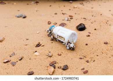 Close Up Alive Clam Shell On Plastic Bottles Trash At Beach.