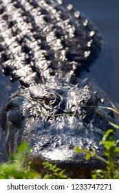 Close up alligator