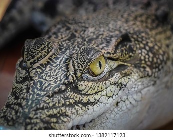 Close Up Alligator Or Crocodile Animals Eyes.