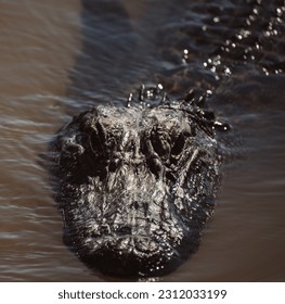 Close up of an alligator head - Shutterstock ID 2312033199