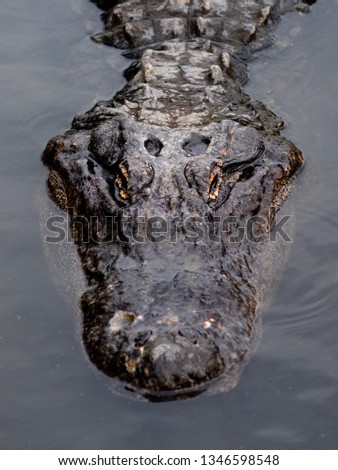 Close up of an alligator in the wild