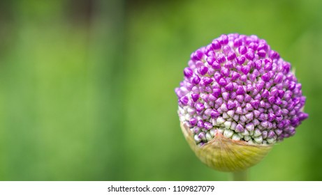 Close up of a Allium Millenium.