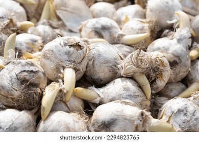 Close up of Allium (ornamental onion) Flower bulbs in a garden center