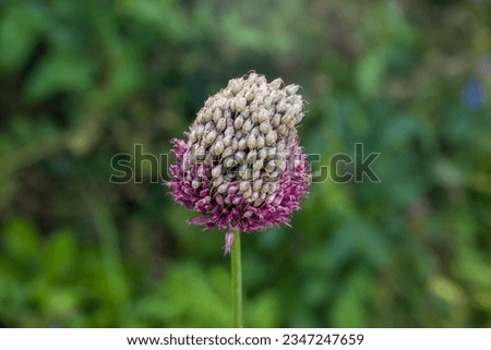 close up of allium sphareocephalon round headed garlic Stock photo © 
