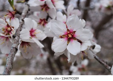 Close Up Of Almond Blossom. California Agriculture. Delicate Blooms