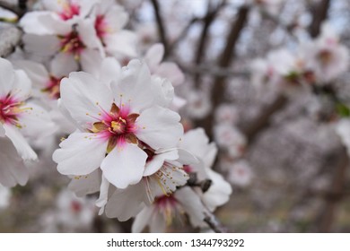 Close Up Of Almond Blossom. California Agriculture. Delicate Blooms