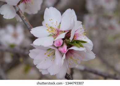 Close Up Of Almond Blossom. California Agriculture. Delicate Blooms