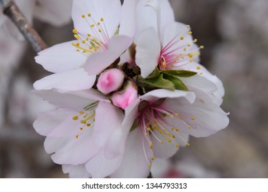 Close Up Of Almond Blossom. California Agriculture. Delicate Blooms