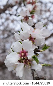 Close Up Of Almond Blossom. California Agriculture. Delicate Blooms