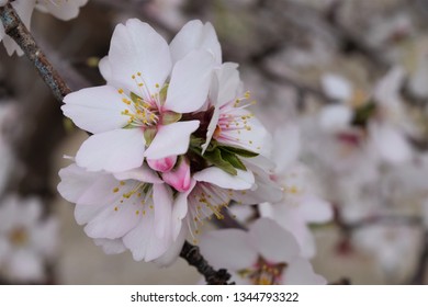 Close Up Of Almond Blossom. California Agriculture. Delicate Blooms