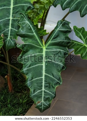 Close up of Alocasia Sanderiana, is also known as the kris plant because of the resemblance of its leaf edges to the wavy blade of the kalis sword (also known as kris or keris).