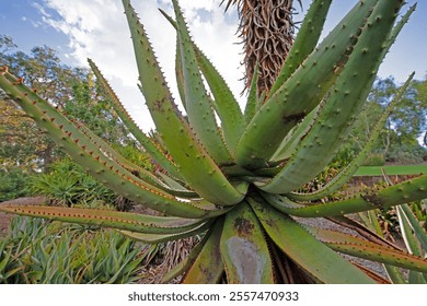 Close up of Aloe plant with spiky leaves in a sunny garden with lush vegetation in the background during daytime - Powered by Shutterstock