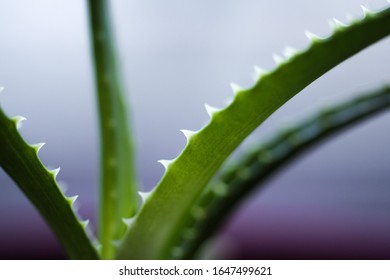 Close Up Of Aloe In Soft Blur Style. Aloe Barbadensis Macro.