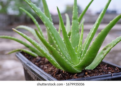 A Close Up Of Aloe Vera In A Pot