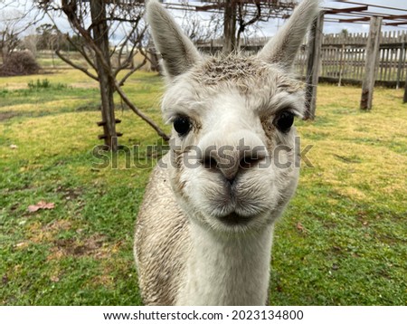 Close up of alpaca face. Cute llama staring with big brown eyes.