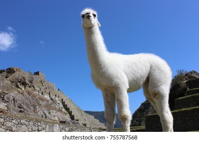 Close Up Of Alpaca In Macchu Picchu