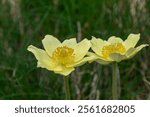 Close up of Alpine anemone (Pulsatilla alpina) also known as "pasqueflower"